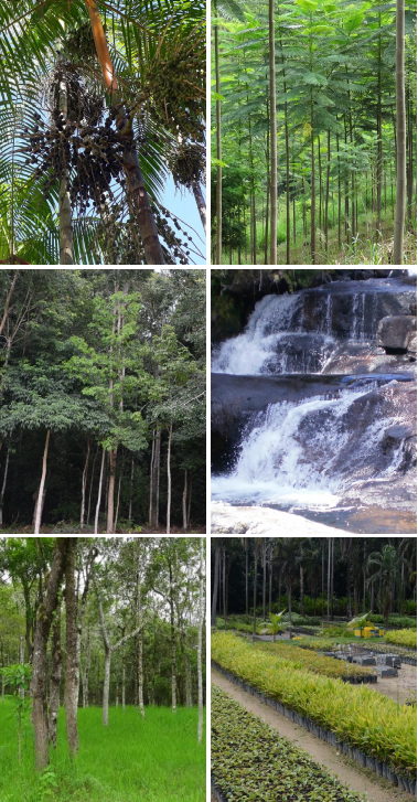 Árvores - Imagem de fundo da lateral direita